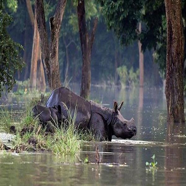 অসমে বন্যায় মৃত ৪৪, জল ঢু