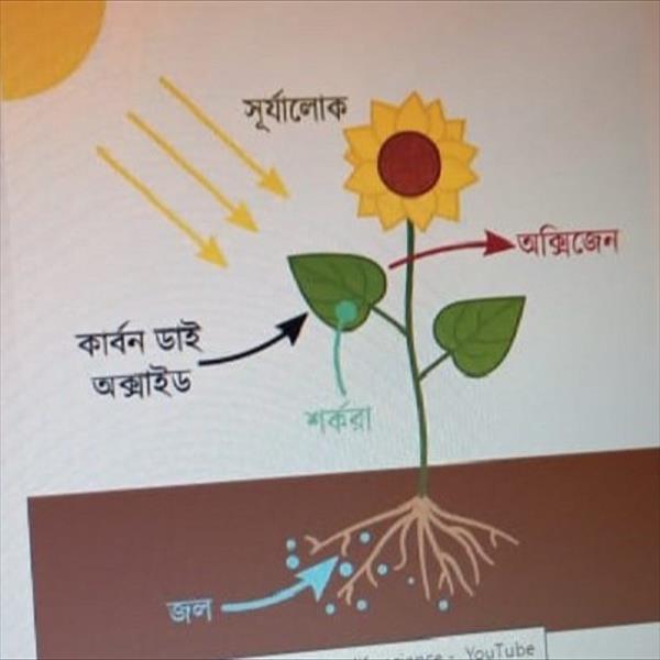 বন্ধ হয়ে যাচ্ছে  সালোকসংশ